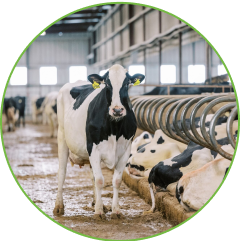 Animal Feed & Dairy