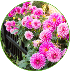 Flowers & Plants