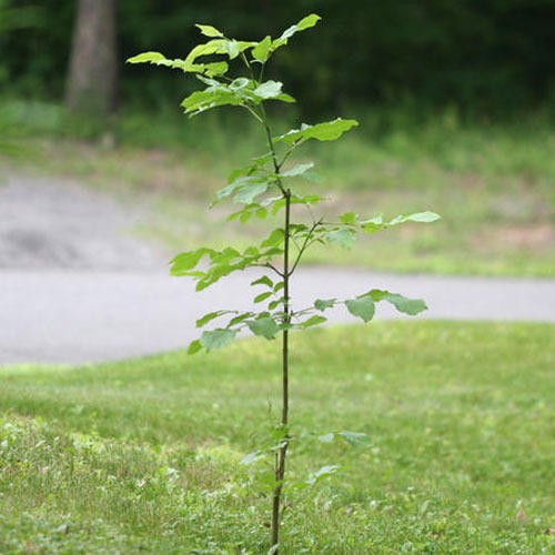 Buy Shisham Plants Online | Sheesham Tree Best Price | Dalbergia Sissoo, Indian Rosewood Buy Shisham Plants Online | Sheesham Tree Best Price | Dalbergia Sissoo, Indian Rosewood