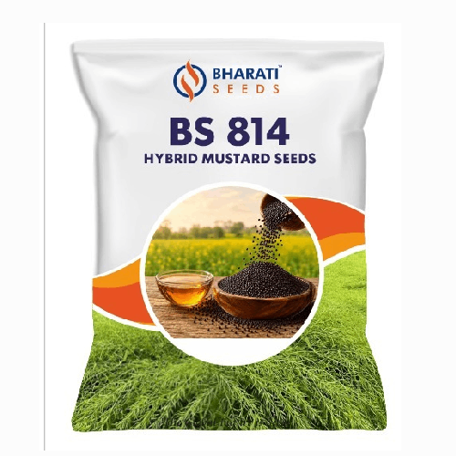 Bharati Seeds BS 814 Hybrid Mustard Seeds – Quality Hybrid Mustard Seed for Healthy Crop Growth & Oilseed Production