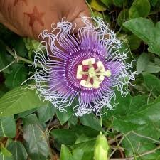 Buy Rakhi Bell Flowers Online | Passion Flower/Rakhi Bel | Krishan Kamal Plant | Creeper Flower Plant | Seed-Passiflora Rakhi Bel Flower
