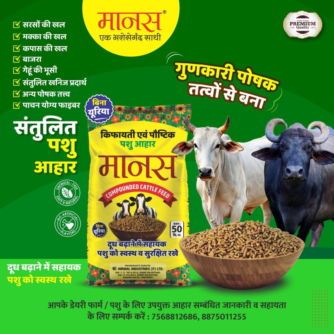 Manas Compounded Cattle Feed | Urea-Free Premium Feed