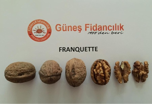 Franquette Walnut Sapling | Walnut Fruit Tree, Production, Varieties, Price Franquette Walnut Sapling | Walnut Fruit Tree, Production, Varieties, Price