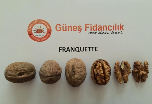 Franquette Walnut Sapling | Walnut Fruit Tree, Production, Varieties, Price