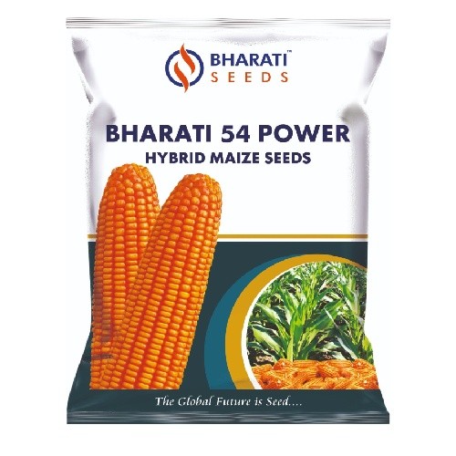 BHARATI 54 POWER Hybrid Maize Seeds | Long & Uniform Cobs | Long Weighted Narangi Colour Grains | High Shelling
