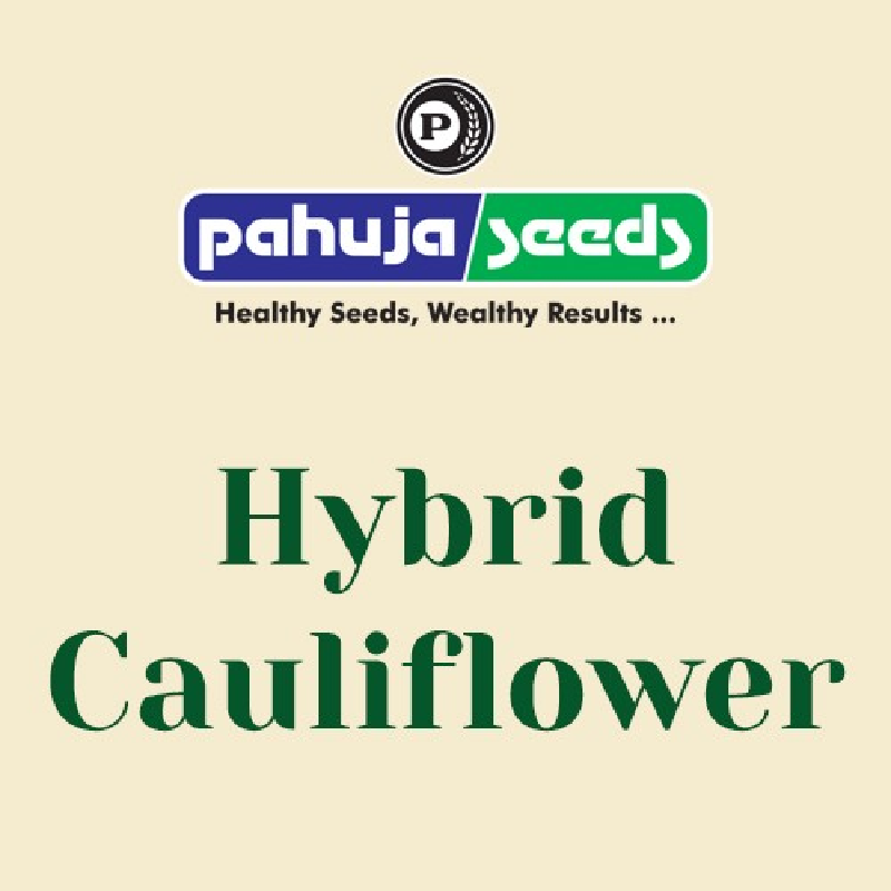 Buy Cauliflower Seeds Online | Cauliflower Seeds Varieties in India | FulGobhi Beej