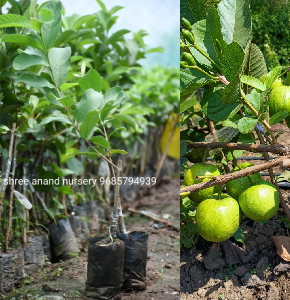 VNR Guava | Guava Variety