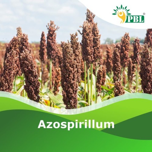 AZOSPIRILLUM | BIO-FERTILIZER