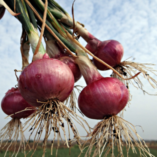Top Onion Exporter in India | Sai Krishna Impacts - Mandsour