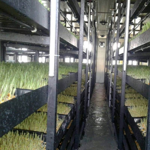 Fully Automatic All Weather Hydroponic Wheatgrass Unit