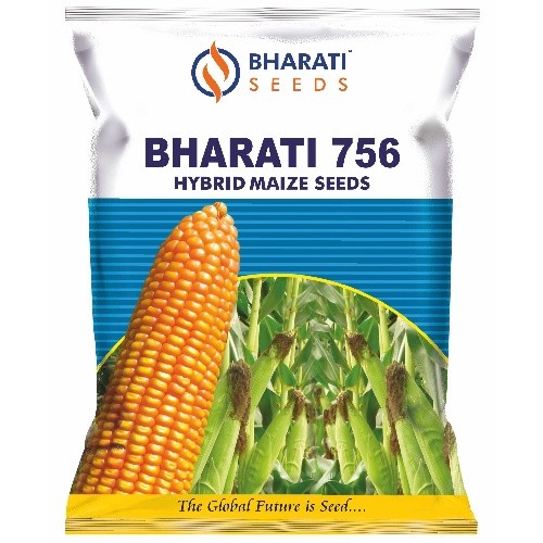 Bharati 756 Hybrid Maize Seeds – Long & Uniform Cobs