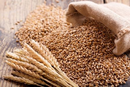 Top Wheat Wholesale Suppliers, Manufacturers & Distributors in Mandsour | Sai Krishna Impacts Top Wheat Wholesale Suppliers, Manufacturers & Distributors in Mandsour | Sai Krishna Impacts