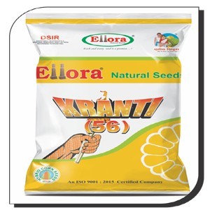 Hy. Maize: Ellora Kranti (56)