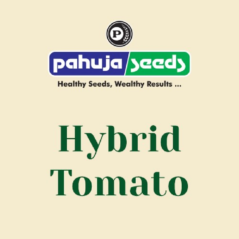 RISHAB (F1 Hybrid Tomato) | Hybrid Tomato Seeds Varieties | Buy Tomato Seeds Online