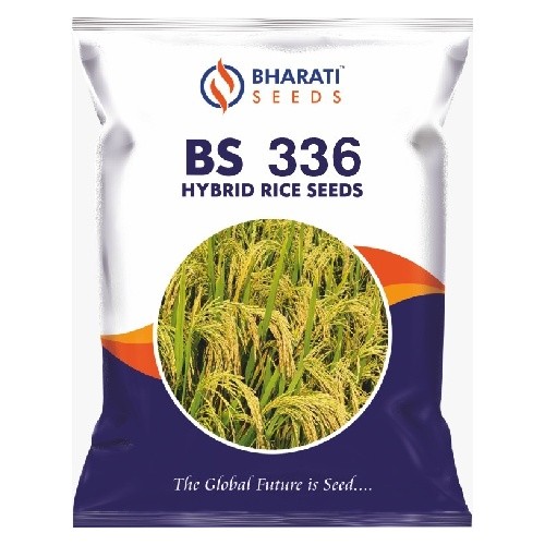 BS 336 Hybrid Rice Seeds | 135 Days Duration | Long & Dense Panicles | Complete Grain Filling | High-Yielding Variety