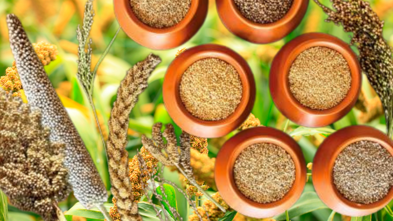 Wholesale Indian Millets Supplier | Organic, Clean, Export-Grade