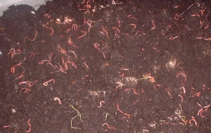 Vermi compost | Kechua Khad | Best farm waste managment Vermi compost | Kechua Khad | Best farm waste managment