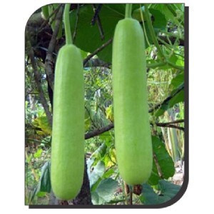 Bottle Gourd: Arjun (34) | Bottle Gourd variety