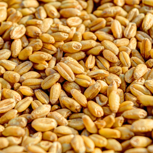 Top Wheat Supplier in Mandsour | Sai Krishna Impacts