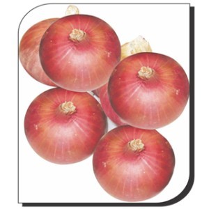 Onion : Ottur Special