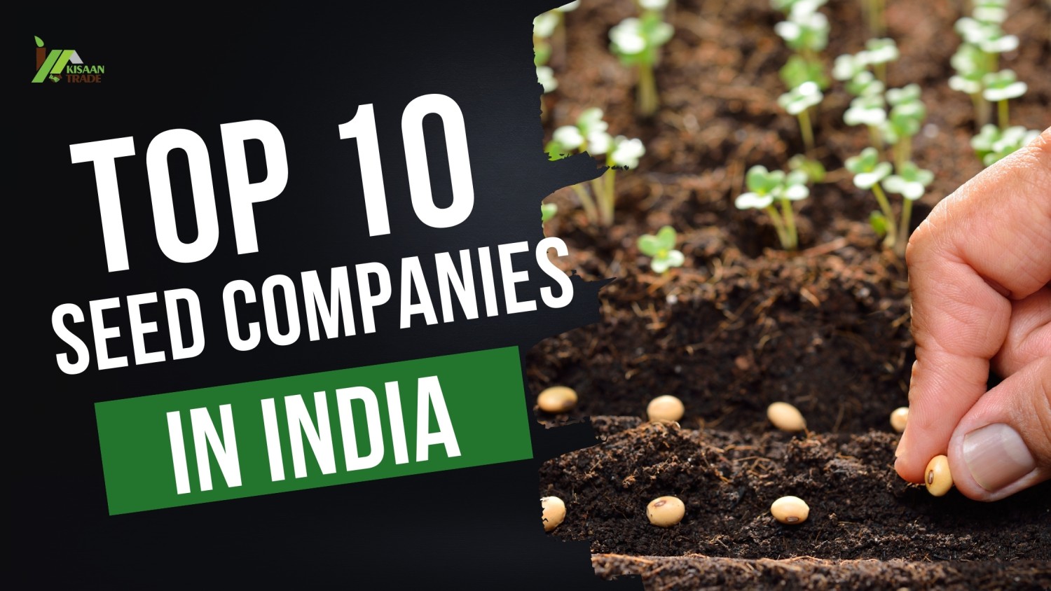 Top 10 Seeds Companies in India Offering Hybrid & Non-Hybrid Seeds Top 10 Seeds Companies in India Offering Hybrid & Non-Hybrid Seeds