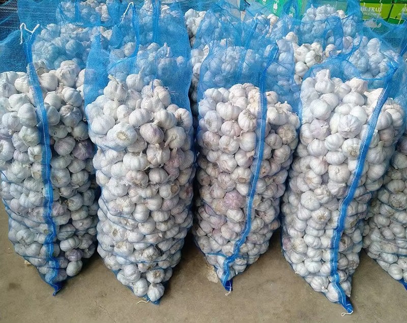 Mandsaur Wholesale Garlic Supplier | Export Quality Garlic in Bulk Mandsaur Wholesale Garlic Supplier | Export Quality Garlic in Bulk