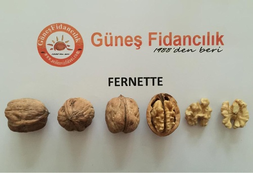 Fernette Walnut Sapling - Varieties, Tree and Plants | Gunes Nursery Turkey