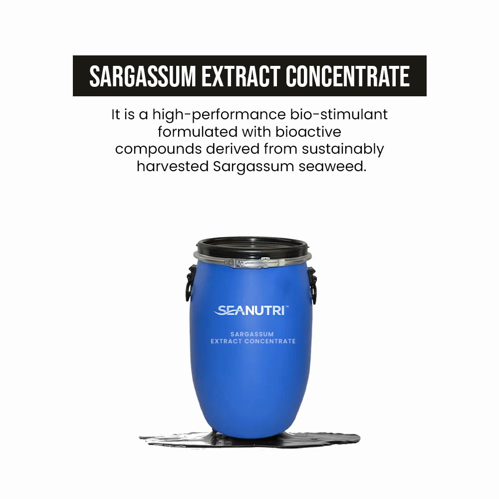 Sargassum