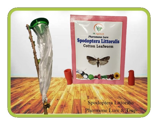 Spodoptera Littoralis - Pheromone lure & Funnel Trap