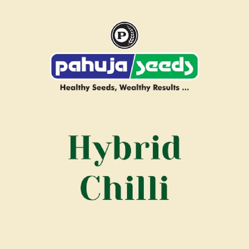 Buy Chilli Seeds Online - Best Quality Chilli Seeds Varieties | Mirchi Beej