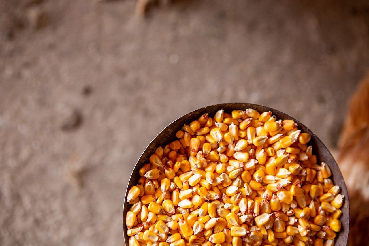 Premium Brazilian Yellow Corn Premium Brazilian Yellow Corn