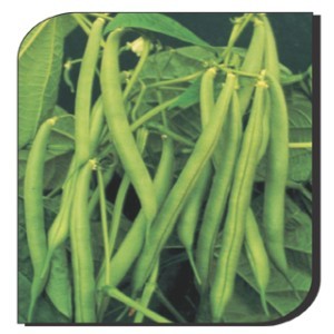 French Bean : Ellore no. 11