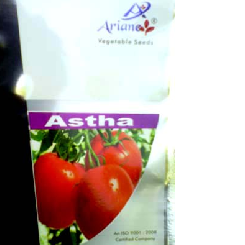 Astha Tomato Variety