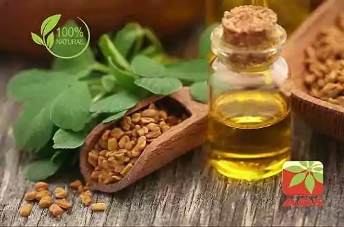 Fenugreek Seed Oil | Fenugreek Oil
