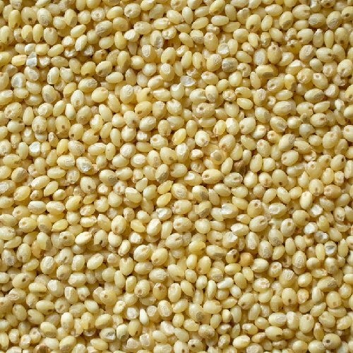 Proso Millet (China/Barri/Varigulu) Crop Seeds for Sale