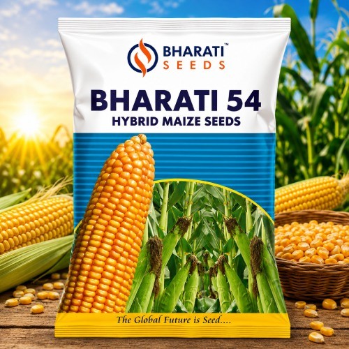 BHARATI 54 Hybrid Maize Seeds – High Shelling & High Yield Potential | Premium Quality Hybrid Corn Seeds