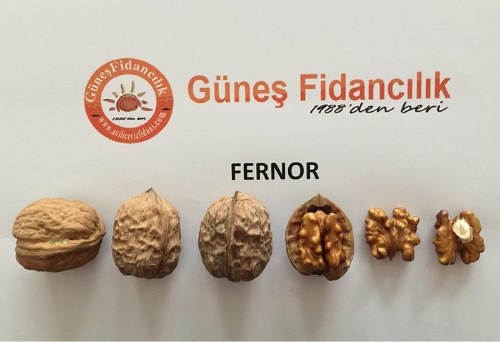 Fernor Walnut Tree - Walnut Fruit Plants Fernor Walnut Tree - Walnut Fruit Plants