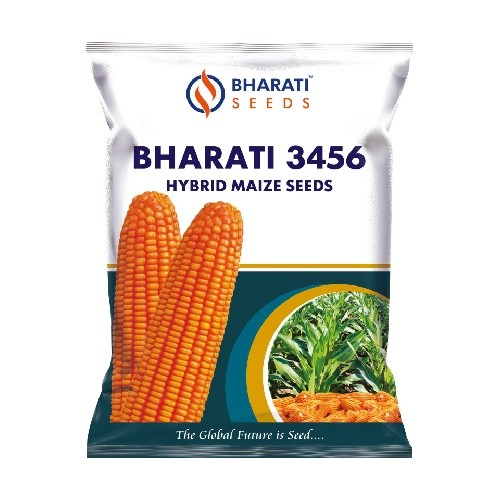 BHARATI 3456 Hybrid Maize Seeds | Extra Rows Per Cob | Weighted Narangi Colour Grains | High Shelling Percentage