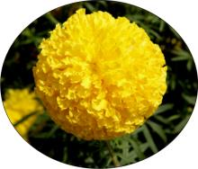 Yellow Marigold