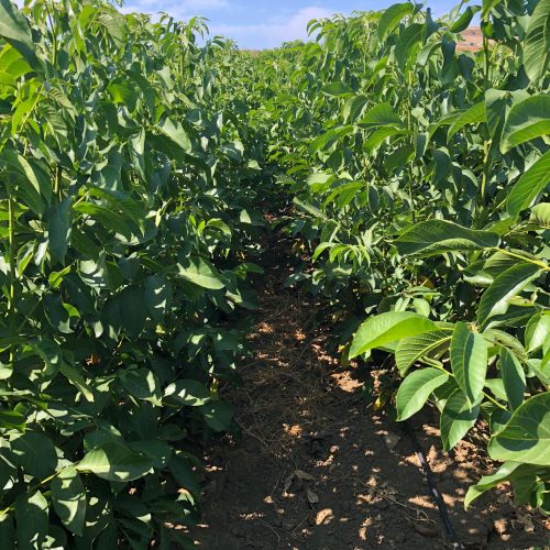 Walnut Plant for Agriculture – Walnut Trees for Farming, Latest Price Walnut Plant for Agriculture – Walnut Trees for Farming, Latest Price