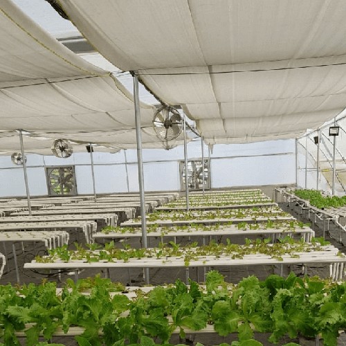 Hydroponic Commercial Vegetable Farms