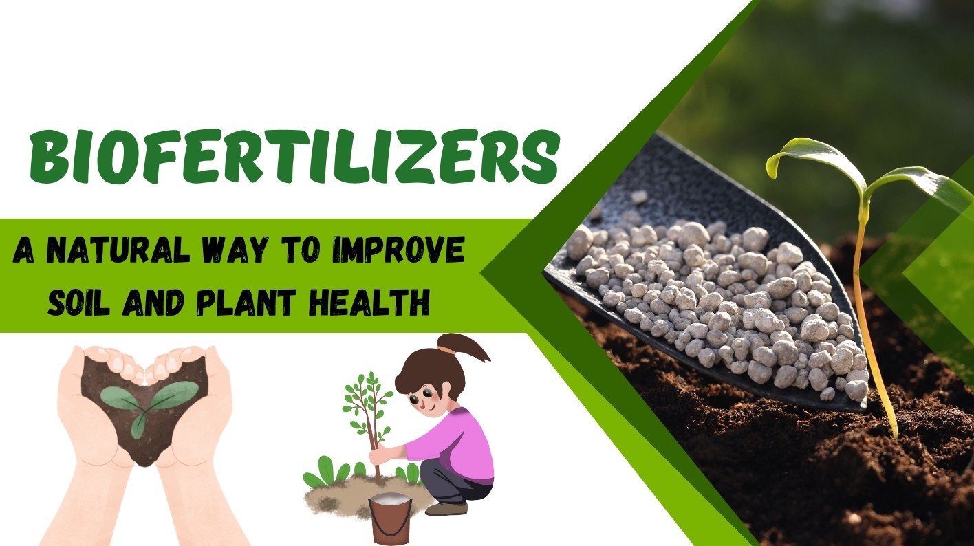 Bio Fertilizers vs Chemical