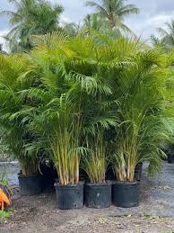 Areca Palm Plant For Sale Online | Areca Palm Trees Varieties | Palm Plants to Grow Indoors