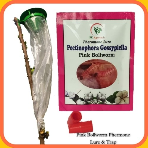 Pink bollworm Pheromone lure & Funnel trap