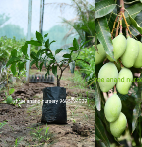 Mango | Variety |Quality Nursery Plant | Grafted