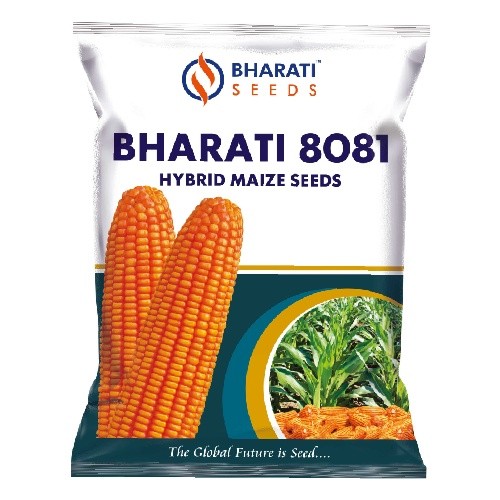 BHARATI 8081 Hybrid Maize Seeds | Deep Narangi Colour Grains | Long & Uniform Tip-Filled Cobs | Higher Yield Potential