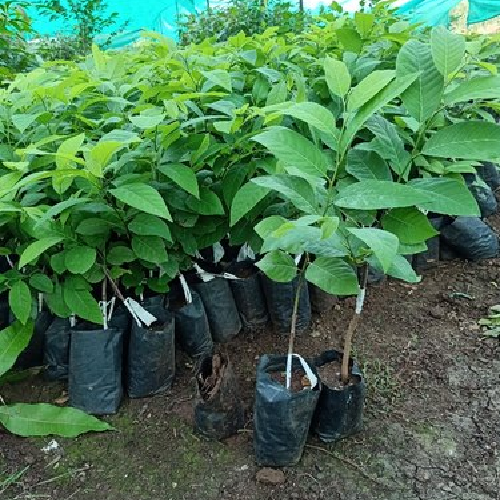 Custard Apple Plant/Tree | NMK 1 Golden | Custard Apple Variety | Sitafal | Custard Apple Plants for Sale Online Custard Apple Plant/Tree | NMK 1 Golden | Custard Apple Variety | Sitafal | Custard Apple Plants for Sale Online