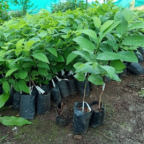 Custard Apple Plant/Tree | NMK 1 Golden | Custard Apple Variety | Sitafal | Custard Apple Plants for Sale Online